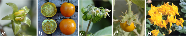Solanum overview